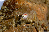 Melanella micans (Melanella Micans)