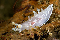 Tritonia festiva (Diamondback Tritonia)