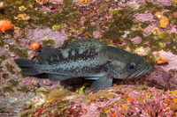 Sebastes melanops (Black Rockfish)