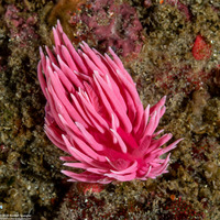 Okenia rosacea (Hopkins' Rose Nudibranch)