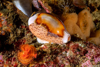 Neobernaya spadicea (Chestnut Cowry)
