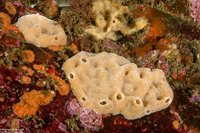 Didemnum sp.9 (Didemnum sp.9)