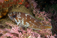 Sebastes carnatus (Gopher Rockfish)