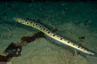 Ophichthus triserialis (Pacific Snake Eel)