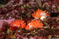 Limacia cockerelli (Cockerell's Dorid)