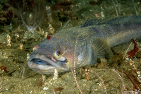 Porichthys notatus (Plainfin Midshipman)
