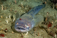 Porichthys notatus (Plainfin Midshipman)