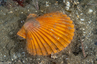 Patinopecten caurinus (Giant Pacific Scallop)