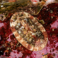 Lepidozona mertensii (Merten's Chiton)