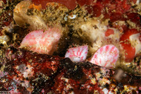 Placiphorella velata (Veiled Chiton)