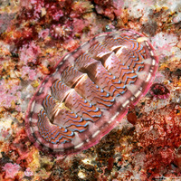 Tonicella lokii (Flame Lined Chiton)