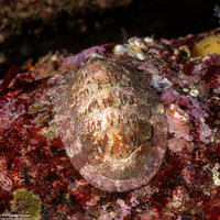 Lepidozona cooperi (Cooper's Chiton)