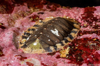 Lepidozona radians (Lepidozona Radians)