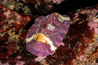 Lepidozona mertensii (Merten's Chiton)