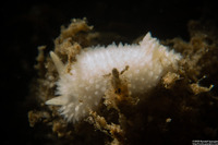 Diaphorodoris lirulatocauda (Ridge-Tailed Dorid)