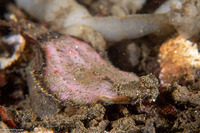 Pleuronichthys coenosus (C-O Sole)