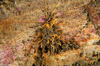 Cirriformia sp.1 (Cirriformia sp.1)