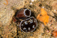 Chaceia ovoidea (Wart-Neck Piddock)