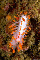 Limacia mcdonaldi (McDonald's Dorid)