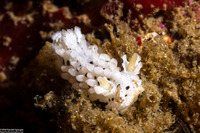 Aegires albopunctatus (Salt-and-Pepper Dorid)