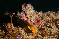 Pomaulax gibberosus (Red Top Snail)