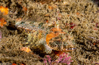 Artedius corallinus (Coralline Sculpin)