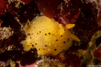 Doris montereyensis (Monterey Dorid)