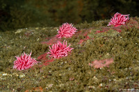 Okenia rosacea (Hopkins' Rose Nudibranch)