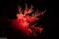 Psolus chitonoides (Slipper Sea Cucumber)