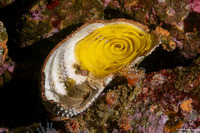 Doriopsilla fulva (White-Speckled Dorid)