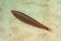 Oxyjulis californica (Señorita)