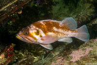 Sebastes caurinus (Copper Rockfish)