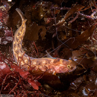 Rathbunella alleni (Stripefin Ronquil)