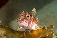 Orthonopias triacis (Snubnose Sculpin)