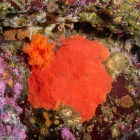 Acarnus erithacus (Red Volcano Sponge)