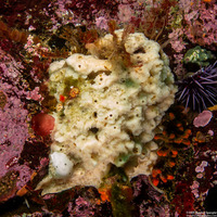 Haliclona edaphus (Haliclona edaphus)