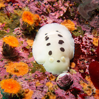 Diaulula sandiegensis (San Diego Dorid)