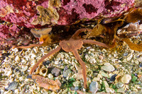 Ophioplocus esmarki (Smooth Brittle Star)