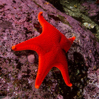 Mediaster aequalis (Red Sea Star)