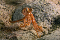 Octopus rubescens (Red Octopus)
