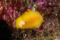 Doriopsilla fulva (White-Speckled Dorid)