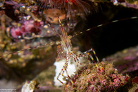 Pandalus danae (Dock Shrimp)