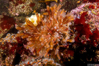 Clavelina huntsmani (Light Bulb Tunicate)