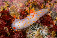 Triopha catalinae (Catalina Triopha)