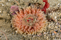 Urticina clandestina (Urticina Clandestina)