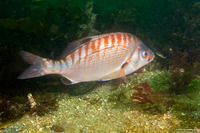 Hypsurus caryi (Rainbow Seaperch)