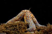 Pisaster giganteus (Giant Spined Star)