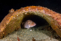 Sebastes auriculatus (Brown Rockfish)