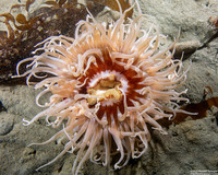 Urticina columbiana (Sand-Rose Anemone)