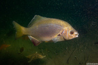 Embiotoca lateralis (Striped Seaperch)